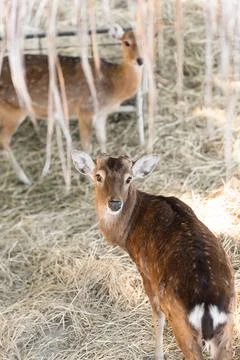 Two sika deers spot pattern shed horns Stock Photos