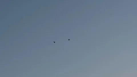 Two Silhouettes of Birds Fly in the Distance in the Sky Stock Footage 122124491