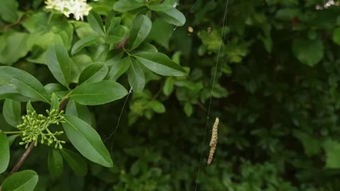 Two Silk Worms Crawling Up Silk String 動画素材 337947835