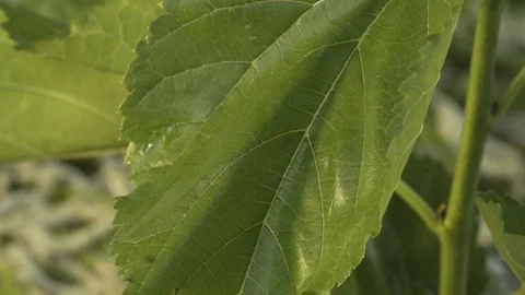 Two Silkworms Eating Mulberry Leaf.02 스톡 동영상 121598470