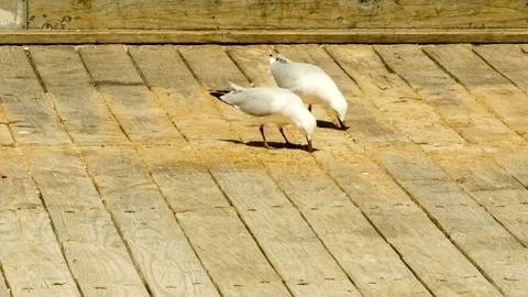 Two silver seagulls eating fish scraps on fishermans wharf on bright sunny .. Stock Footage 75395274