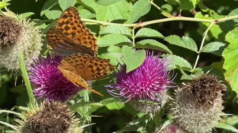 Two Silver-washed Fritillary (Argynnis paphia) Butterflies Feeding on Vibra.. Video stock 335209172