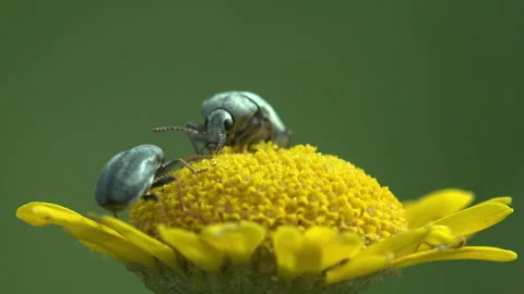 Two Silver Weevil Beetles on Yellow Wildflower – Macro Summer Nature 库存影片 334085596