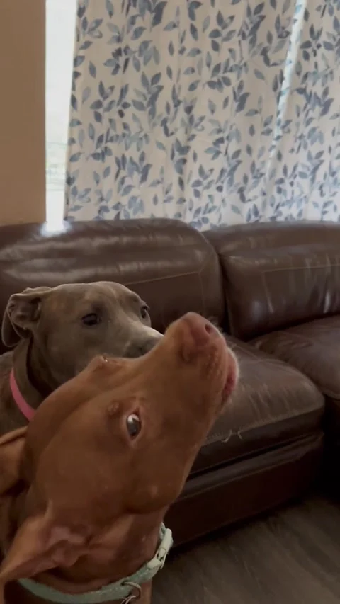 Two Singers and a Critic Stock Footage 313292164