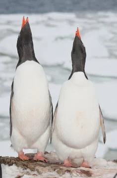 Two singing penguin Foto stock