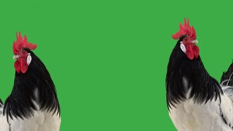 Two singing roosters on a green screen Stock Footage 259889472