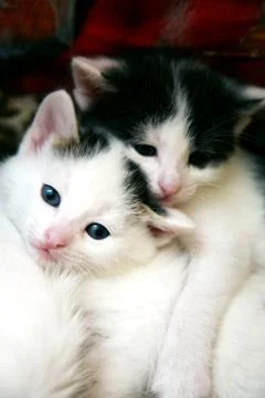 Two sisters funny kittens Stock Photos