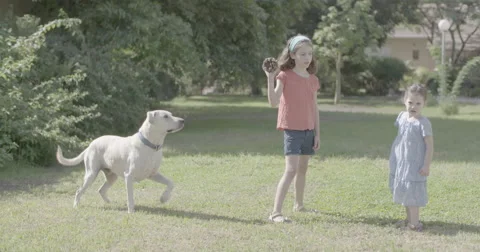Two sisters playing with a big white dog Stock Footage 55323878
