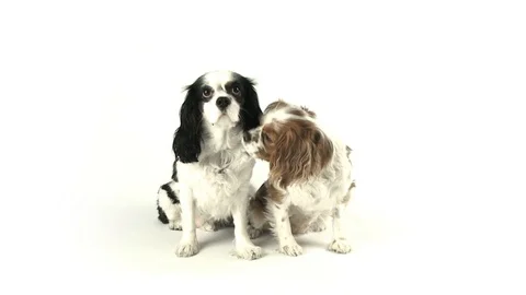 Two Sitting Dogs Stock Footage 98679172