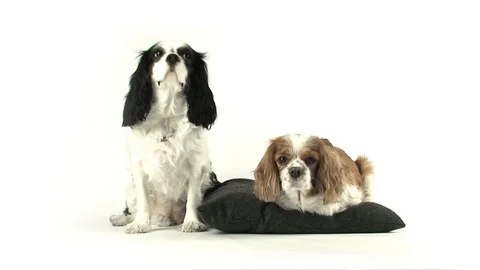 Two Sitting Dogs Stock Footage 98679173