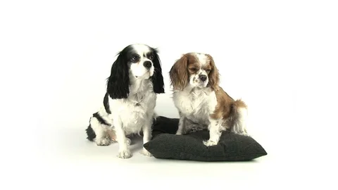 Two Sitting Dogs Stock Footage 98679190