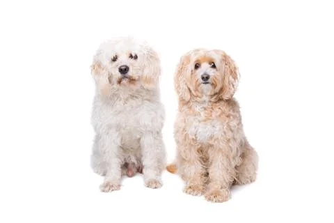 Two sitting dogs Stock Photos