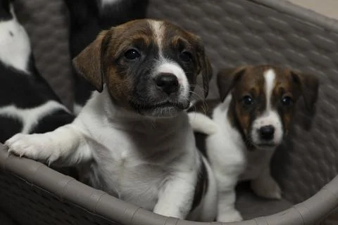 Two six week old Jack Russell Terriers peer curiously out of a laundry basket Stock Photos