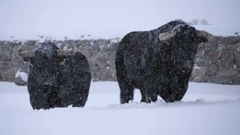 Two six year old spanish bulls in a snow storm on a winter day. Stock Footage 151322165