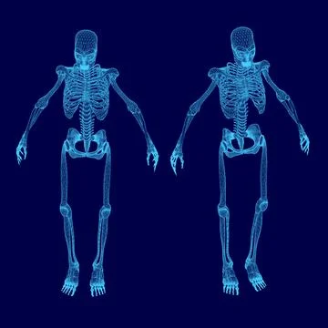 Two skeletons are shown in blue, one of which is missing a rib cage. The Stock Illustration