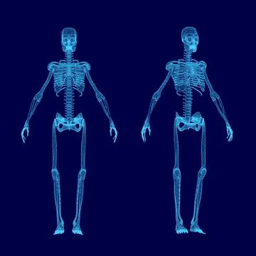Two skeletons are shown in blue, one of which is missing a head. The skeletons Stock Illustration