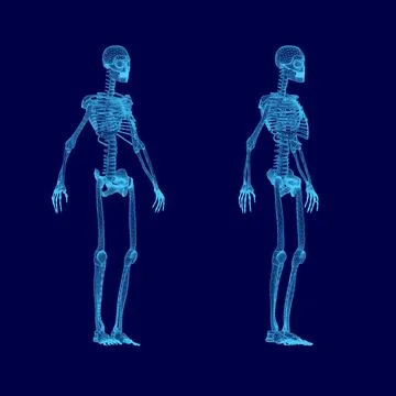 Two skeletons are shown in blue, one of which is missing a head. The skeletons Stock Illustration