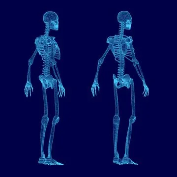 Two skeletons are shown in blue, one of which is missing a head. The skeletons Stock Illustration