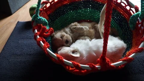 Two sleeping and dreaming havanese puppys - zoomed Stock Footage 74503618
