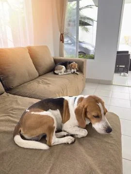 Two sleeping beagle dog Stock Photos