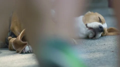 Two sleeping Beagles  Stock Footage 79849957