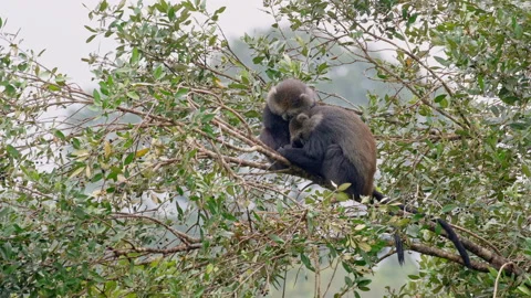 Two sleeping blue monkeys or diademed monkey (Cercopithecus mitis) Stock-Footage 158447909