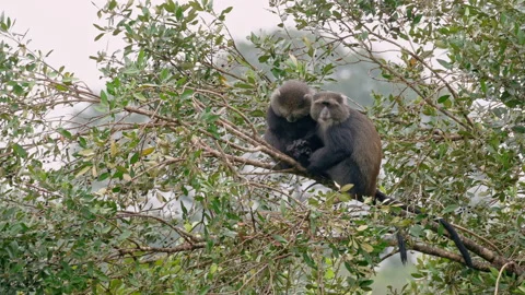Two sleeping blue monkeys or diademed monkey (Cercopithecus mitis) Stock-Footage 158448250