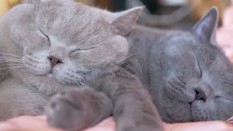 Two Sleeping British Gray Cats Hugs Each Other on the Bed. Zoom. Close up Stock Footage 164246919