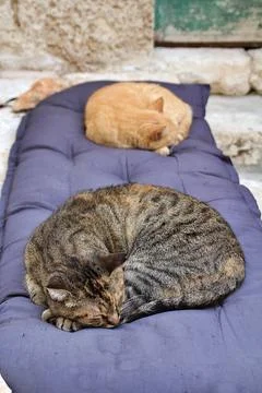 Two sleeping cat Stock Photos