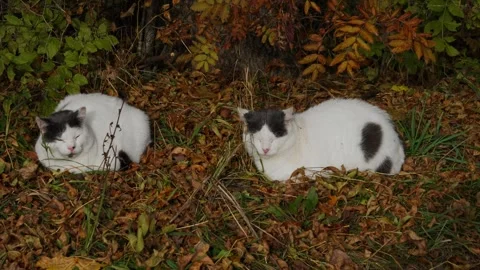 Two sleeping cats Stock Footage 331127286