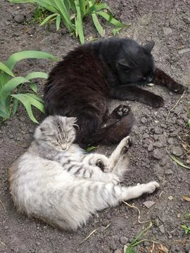 Two sleeping cats, one black and one gray, resting side by side on the grou.. Foto stock