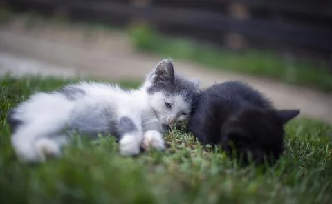 Two sleeping cats 스톡 사진