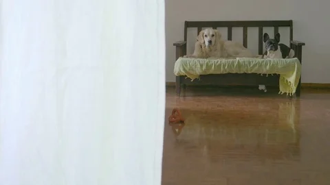 Two sleeping dogs wake up Vidéo 82672119