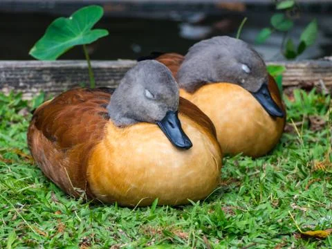 Two Sleeping Ducks Stock Photos