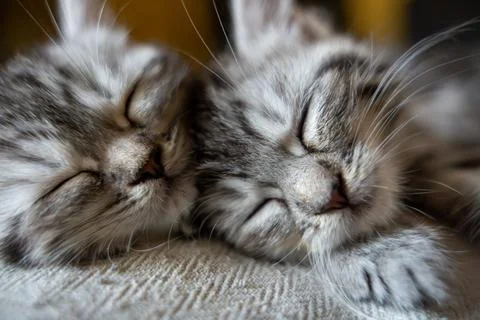 Two Sleeping Fluffy Tabby Kittens - Cute and Peaceful Pet Portrait Stock Photos