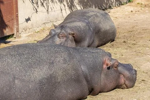 Two sleeping hippos on the ground Stock Photos