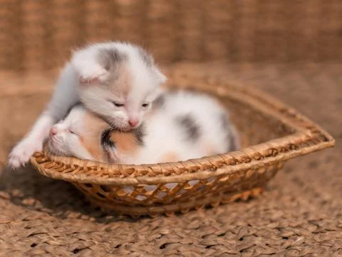 Two sleeping kittens Stock Photos