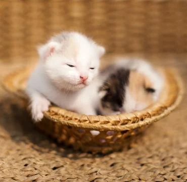 Two sleeping kittens Stock Photos