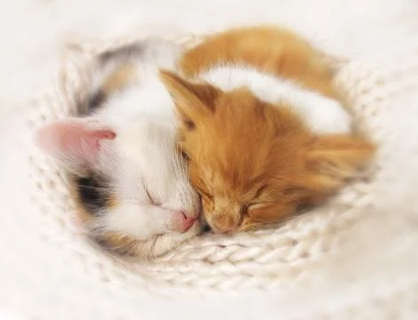 Two sleeping kittens Stock Photos