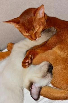 Two sleeping kittens Stock Photos