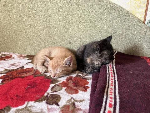 Two Sleeping Kittens Resting Side by Side Indoors Fotos de archivo