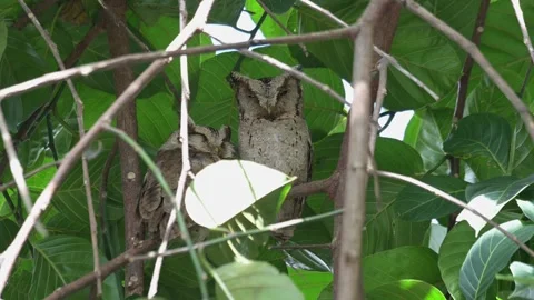 Two sleeping owls perched on a tree, occasionally opening their eyes, Stock Footage 246739637