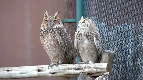 Two sleeping Pharoah Desert Eagle Owls 4K Stock Footage 154058805