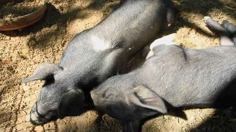 Two sleeping piglets in dappled sunlight. Stock Footage 119993681