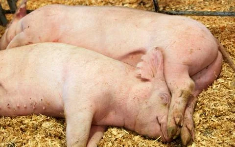Two sleeping pigs Stock Photos