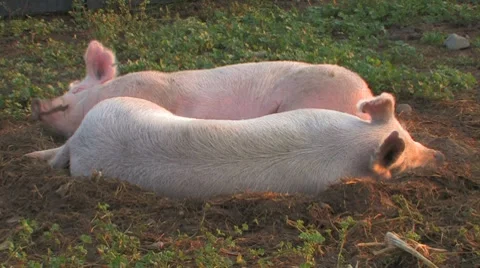 Two sleeping pigs at sunset/sunrise Stock Footage 7762543