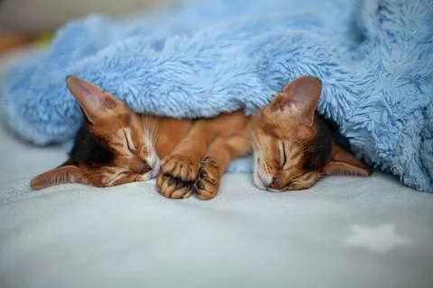 Two sleeping red kittens covered by soft blue blanket. Stock Photos
