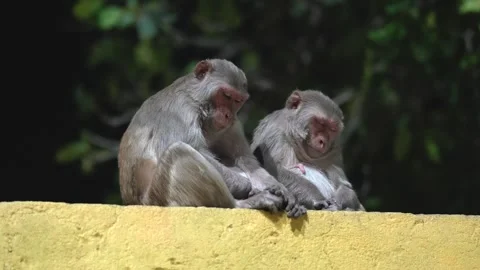 Two Sleeping Rhesus Macaque Monkeys Resting Together in Natural Habitat Stock Footage 339724647