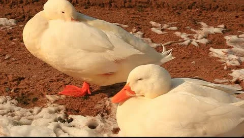 Two sleeping white winter ducks Stock Footage 11123190