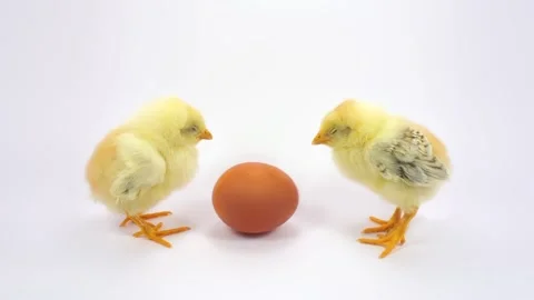 Two sleepy chicken and the egg Stock Footage 126118624